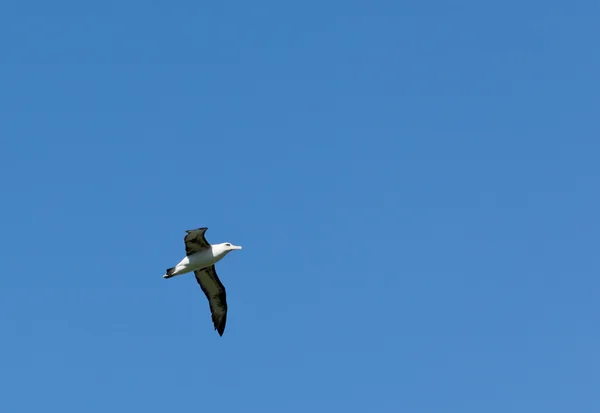 Albatross i blå himmel — Stockfoto