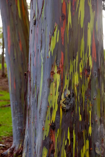 Ствол эвкалиптового дерева — стоковое фото