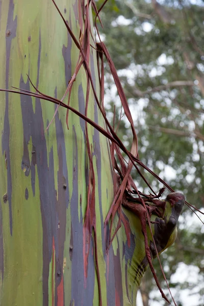 Stammen av eukalyptusträd — Stockfoto