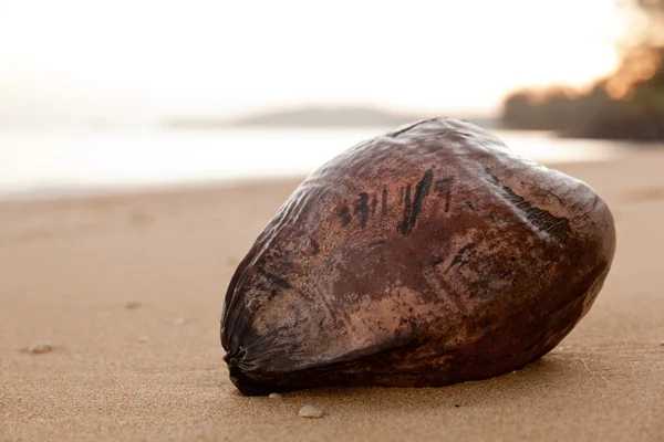 Close up coconut on beach at dawn — Stock Photo, Image