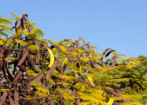 Tamarinde zaad peulen — Stockfoto