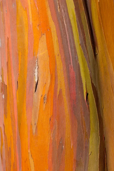 Stamm des Eukalyptusbaums — Stockfoto