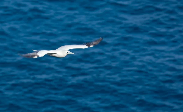 Uccello tropicale coda bianca — Foto Stock