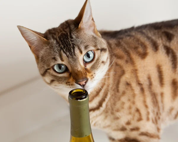 Leuk Katje snuiven wijn fles — Stockfoto