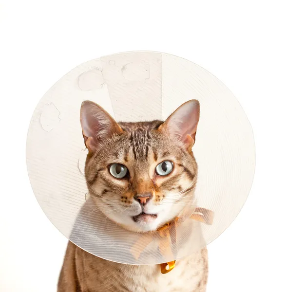 Gatinho de bengala com gola de pescoço — Fotografia de Stock