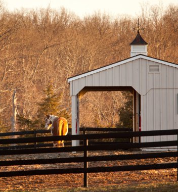 Horse in paddock by stable at sunset clipart