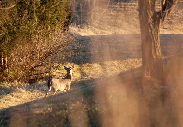 Wilde herten door lange gras zichtbaar — Stockfoto