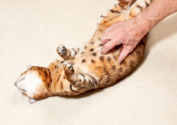 stock image Bengal kitten having tummy rubbed