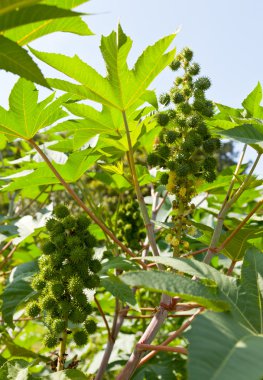 Castor bean plants used for bio fuel and ethanol clipart