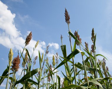 Sorghum plants grown for ethanol and fuel clipart