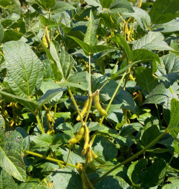 Soybean pods growing on farm for biodiesel clipart