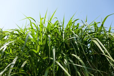 Miscanthus being grown on farm biofuel clipart