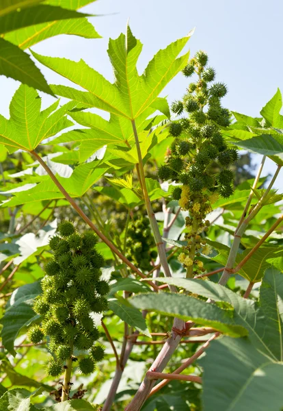 Castor bean plants used for bio fuel and ethanol — Stock Photo, Image