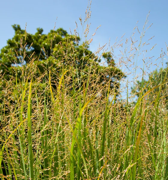 Перемикання трави на фермі, що використовується як біопаливо — стокове фото