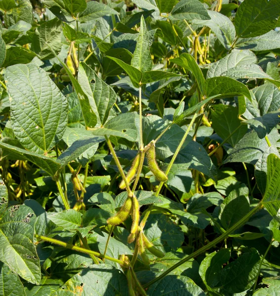Soybean pods growing on farm for biodiesel — Stock Photo, Image