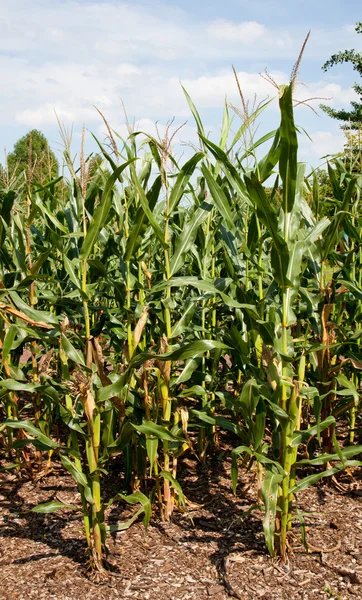 Kukurydza lub kukurydza uprawiana dla produkcji etanolu Zdjęcia Stockowe bez tantiem