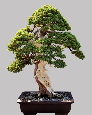 Japon bonsai ağacı tencerede izole