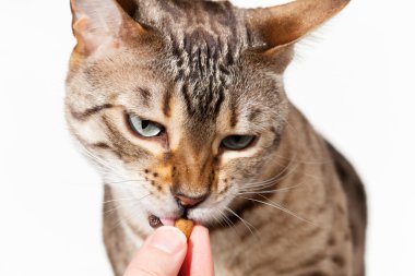 Bengal kitten being fed with treat from fingers clipart