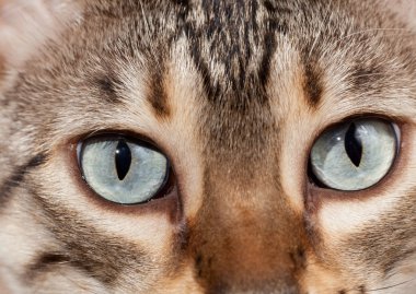 Bengal yavru kedi gözleri, makro kapat