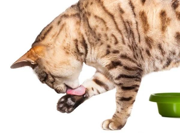 Bengala gato lambendo sua pata após a comida — Fotografia de Stock