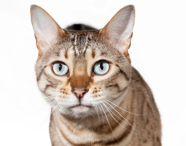Gattino del Bengala guardando scioccato e fissando — Foto Stock