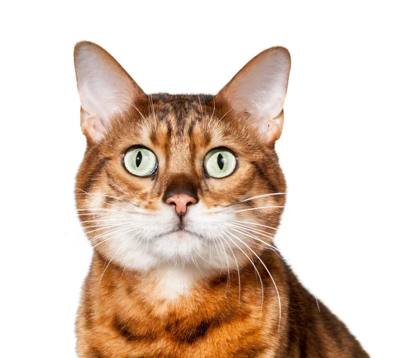 Bengala gatinho olhando chocado e olhando — Fotografia de Stock