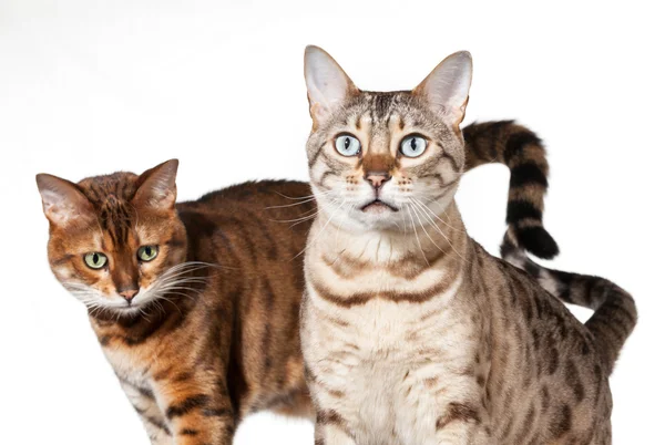 Dois gatinhos de Bengala olhando chocado e olhando — Fotografia de Stock