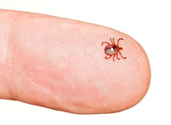 Lone star or seed tick on finger — Stock Photo, Image