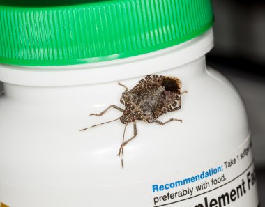 Stink or shield bug on bottle of vitamins clipart