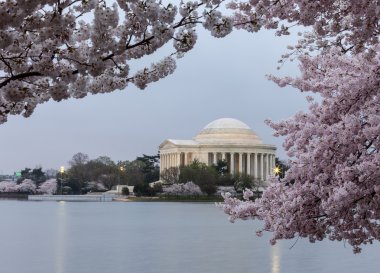 Floodlit Jefferson Memorial and cherry blossom clipart