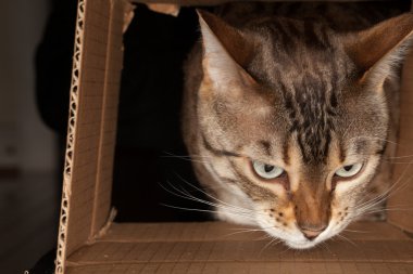 Bengal cat peering through cardboard box clipart