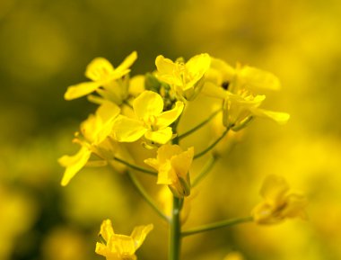 Canola flower used for oil and energy clipart