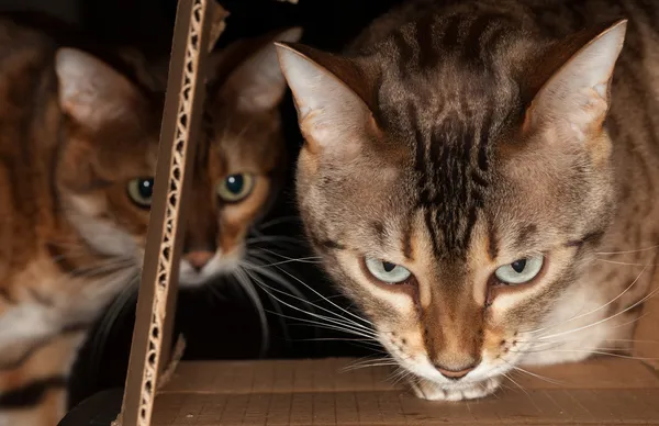 Бенгальська кішка вдивляючись через картонну коробку — стокове фото