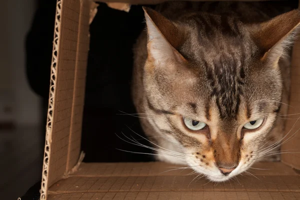 Бенгальська кішка вдивляючись через картонну коробку — стокове фото