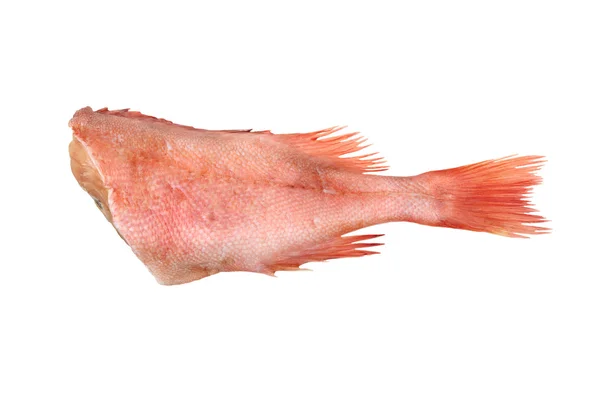 One grouper — Stock Photo, Image