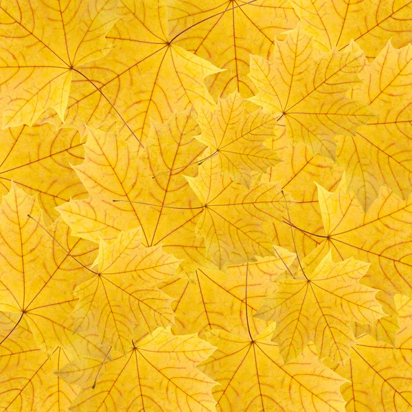 Fundo de folhas de bordo amarelas secas — Fotografia de Stock