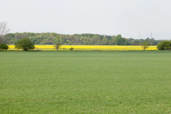 Campo de canola — Foto de Stock