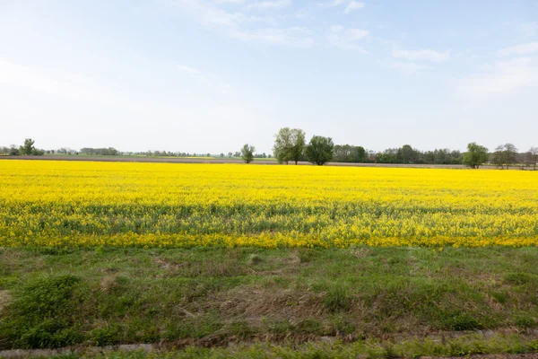 stock image Canola Field