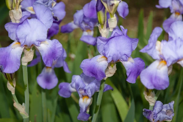 Iris — Stockfoto