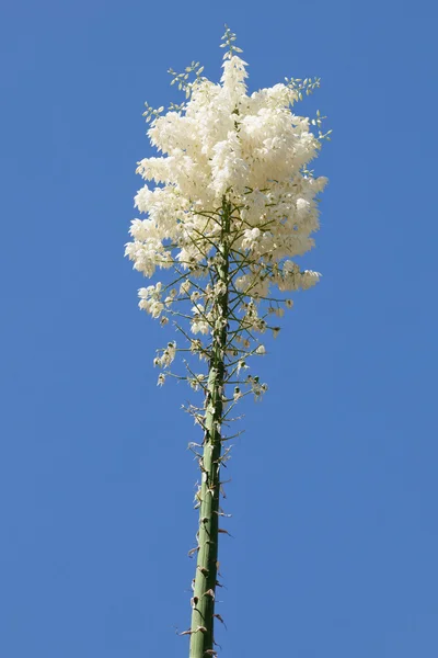 stock image Chaparral yucca