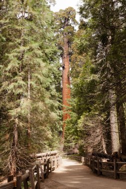 Genel grant grove