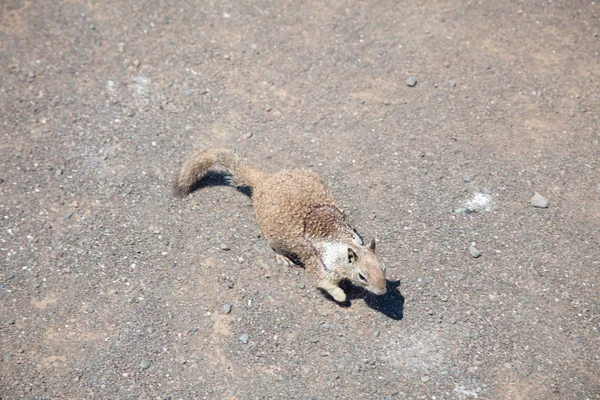 서쪽 회색 다람쥐 — 스톡 사진