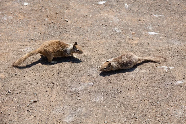 서쪽 회색 다람쥐 — 스톡 사진