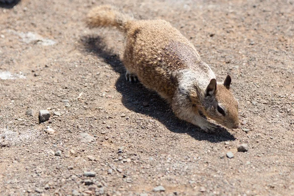Western Grey Squirrel — Stock Photo, Image