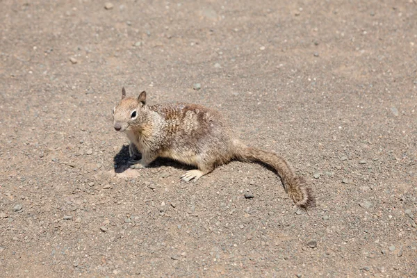 Δυτικό γκρι σκίουρος — Φωτογραφία Αρχείου