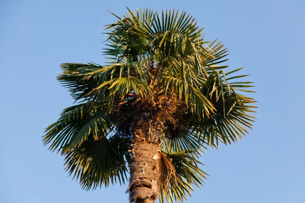 Stock image California Fan Palm