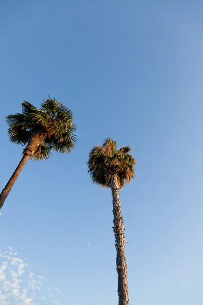 Califórnia Fan Palm — Fotografia de Stock