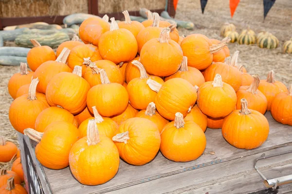 Parche de calabaza — Foto de Stock