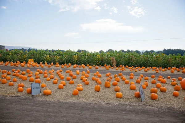 Pumpkin patch — Stockfoto