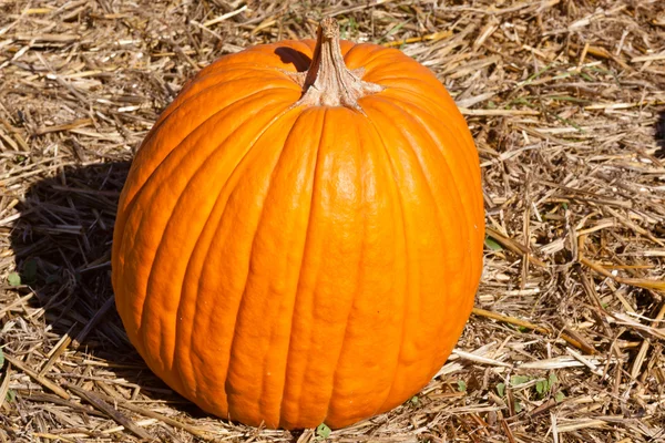 stock image Pumpkin Patch